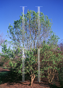 Picture of Acer buergerianum 'Goshiki kaede'