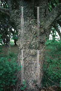 Picture of Acer mono f. dissectum 