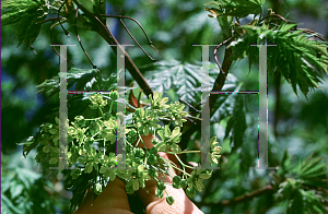 Picture of Acer platanoides 