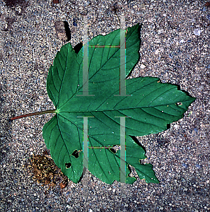 Picture of Acer pseudoplatanus 