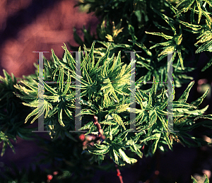 Picture of Acer palmatum 'Shishigashira'