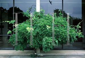 Picture of Wisteria floribunda 