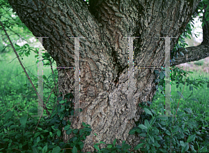 Picture of Acer truncatum 