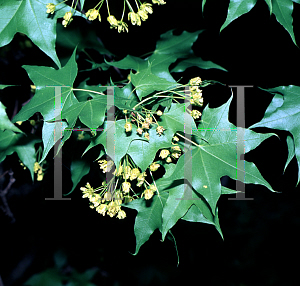 Picture of Acer truncatum 