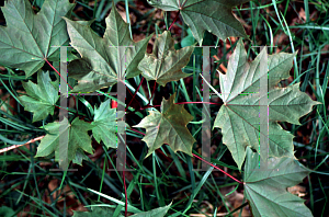 Picture of Acer platanoides 'Schwedleri'