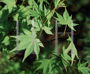 Picture of Acer palmatum 'Orido Nishiki'