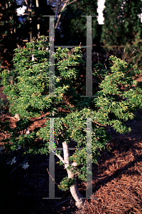 Picture of Acer palmatum 'Shishigashira'