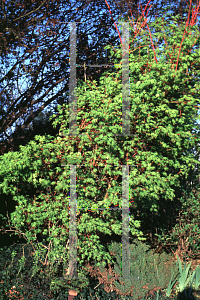 Picture of Acer palmatum 'Beni kawa'