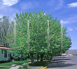 Picture of Acer saccharinum 