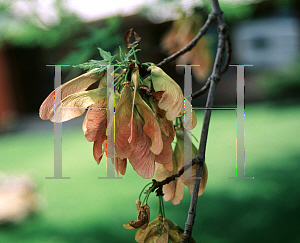 Picture of Acer saccharinum '~Species'