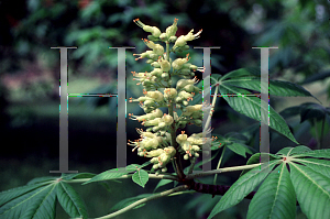Picture of Aesculus glabra '~Species'