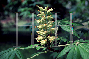 Picture of Aesculus glabra 