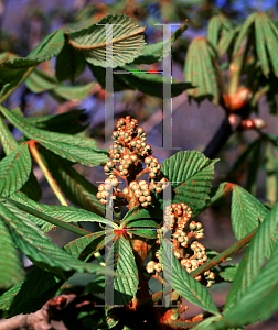 Picture of Aesculus hippocastanum 'Baumannii'