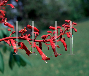 Picture of Aesculus pavia 