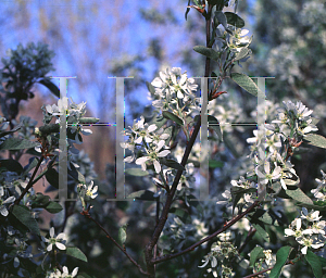 Picture of Amelanchier alnifolia 
