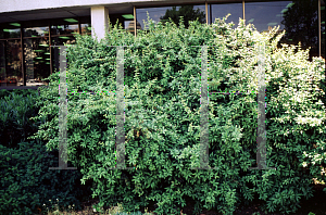 Picture of Berberis julianae 