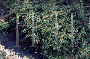 Picture of Berberis verruculosa 