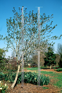 Picture of Acer platanoides x truncatum 'Keithsform' (Norwegian Sunset®)