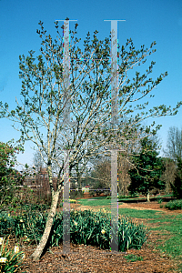 Picture of Acer platanoides x truncatum 'Keithsform (Norwegian Sunset)'