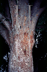 Picture of Zelkova serrata 