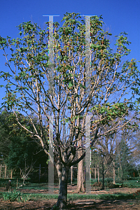 Picture of Aesculus hippocastanum 'Baumannii'