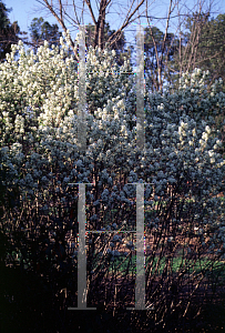 Picture of Amelanchier alnifolia 