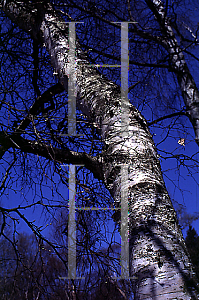 Picture of Betula platyphylla 