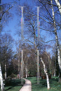 Picture of Betula pendula 