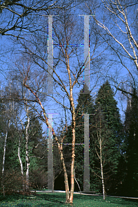 Picture of Betula albosinensis var. septentrionalis 