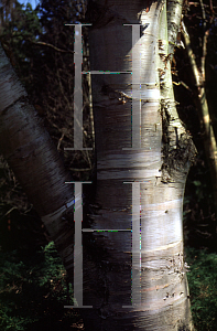 Picture of Betula ermanii 