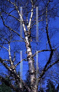 Picture of Betula ermanii 