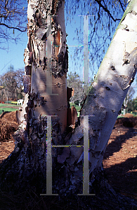 Picture of Betula nigra 'Cully (Heritage)'