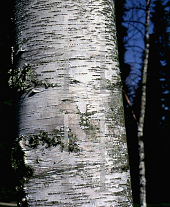 Picture of Betula fontinalis 