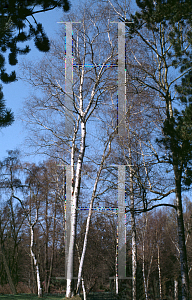 Picture of Betula fontinalis 