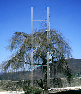 Picture of Betula pendula 