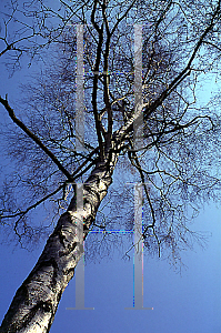 Picture of Betula pendula 