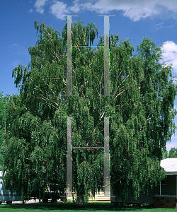 Picture of Betula pendula 