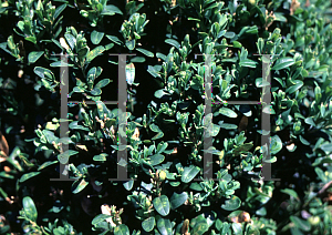 Picture of Buxus sempervirens 'Memorial'