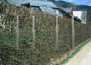 Picture of Carpinus betulus 