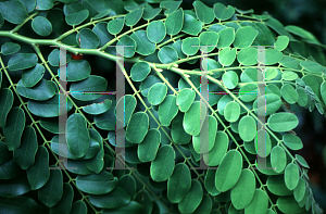 Picture of Cassia javanica 