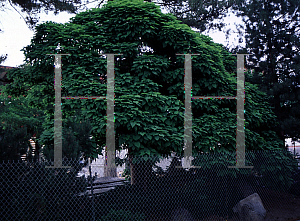 Picture of Catalpa bignonioides 'Nana'