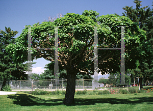 Picture of Catalpa bignonioides 'Nana'