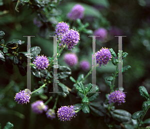 Picture of Ceanothus x veitchianus 