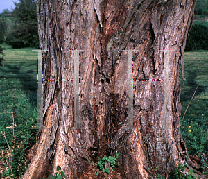 Picture of Toona sinensis 