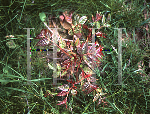 Picture of Toona sinensis 