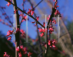 Picture of Cercis canadensis 'Appalachia'