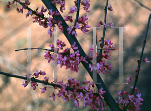 Picture of Cercis canadensis 'Wither's Pink Charm'