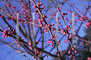 Picture of Cercis canadensis 'Flame'