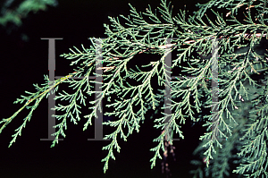 Picture of Chamaecyparis lawsoniana 'Intertexta'