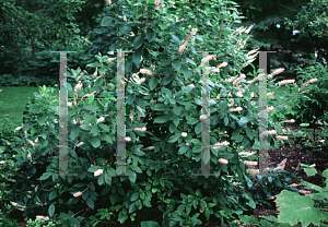 Picture of Clethra alnifolia 'Rosea'